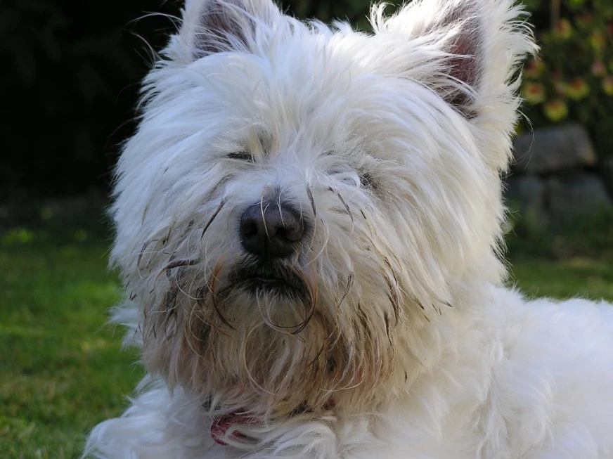 Scruffy_old_westie