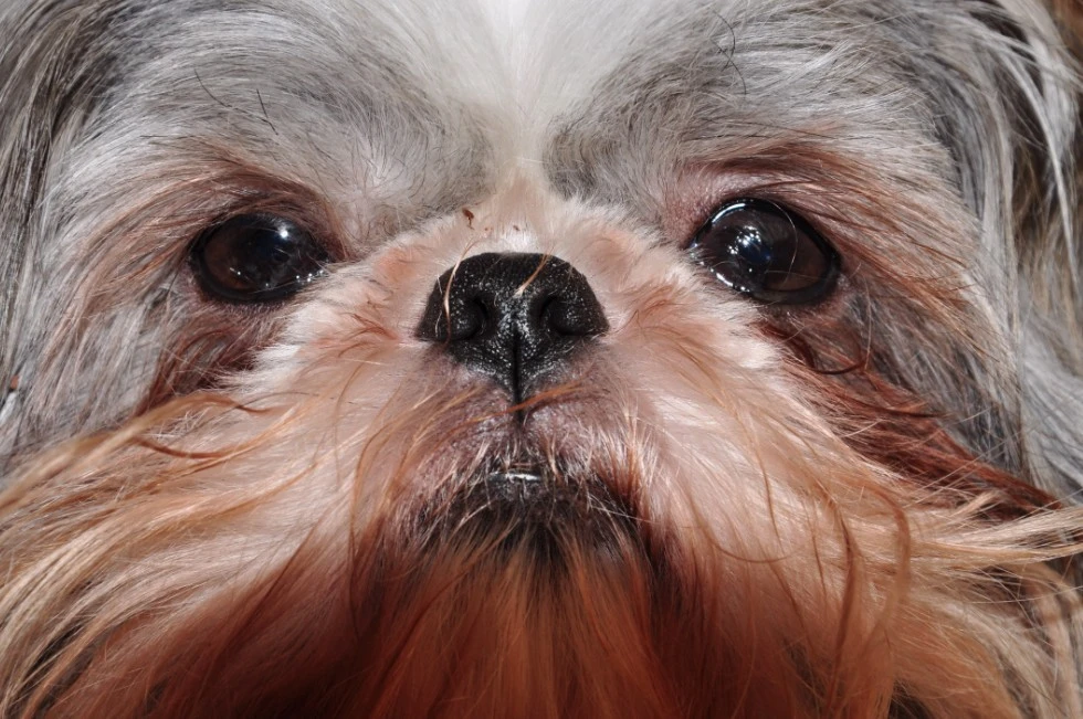 Scruffy_s_Friend_Tinks