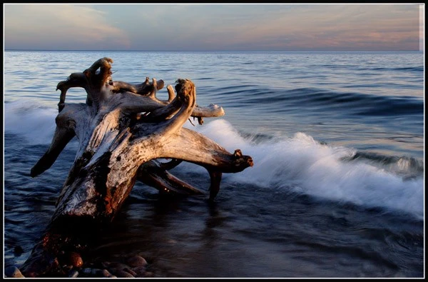 Sculpted Driftwood