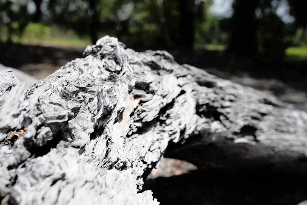 Sculptured Log