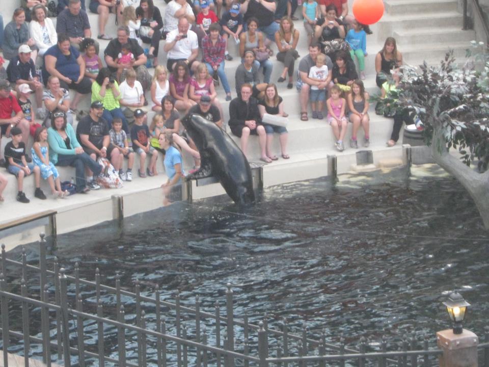 sea lion at west edmonton mall