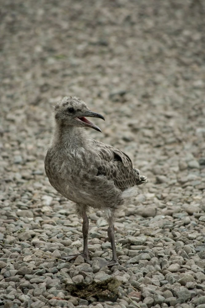 Seagull Chick