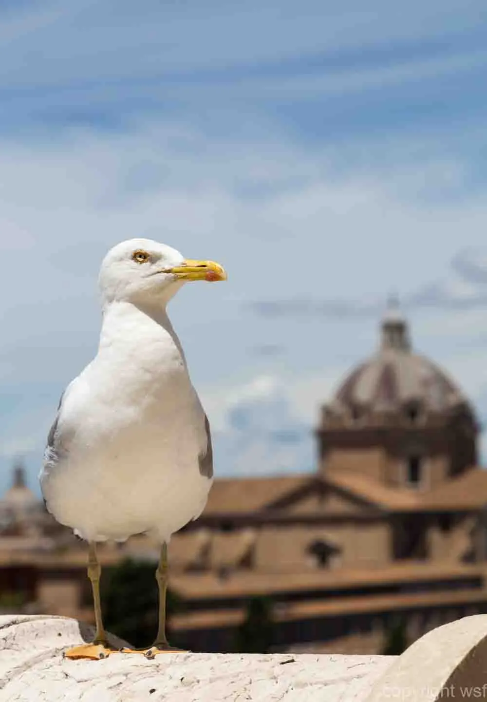 Seagull in the background Rome and blue sky