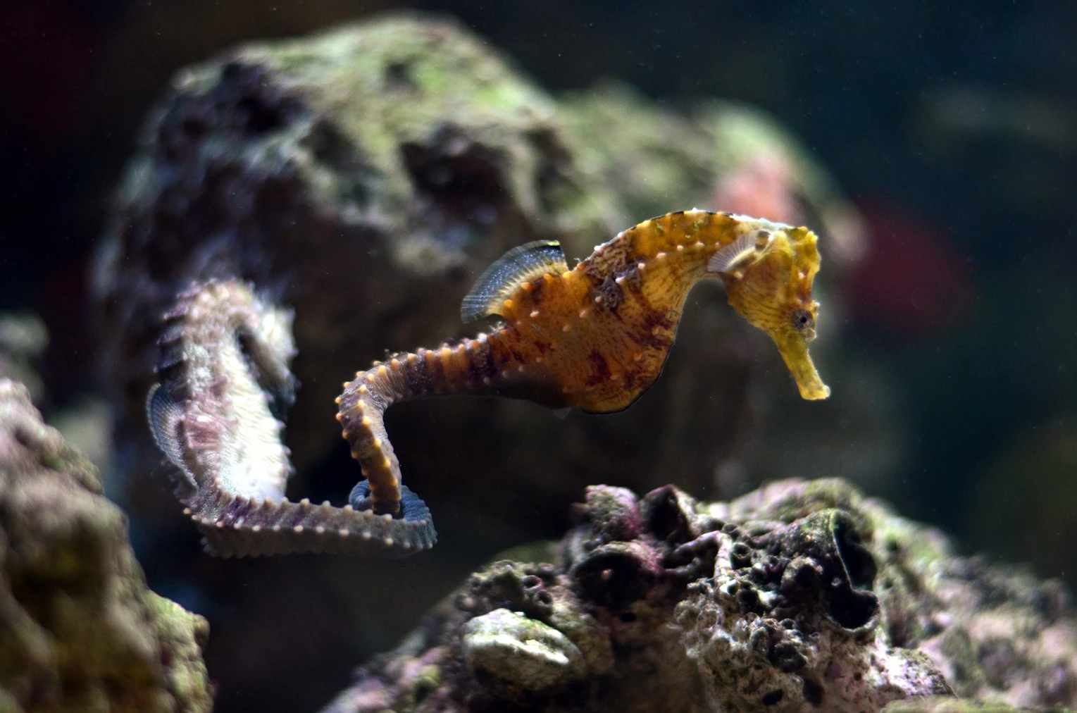 Seahorses