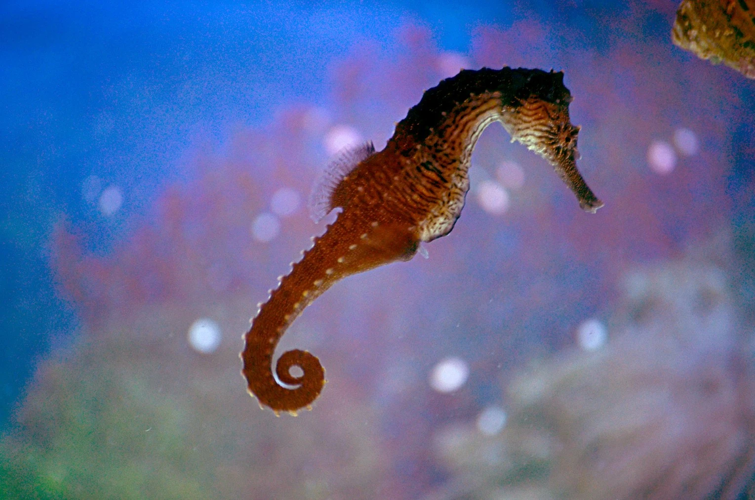 seahorses2