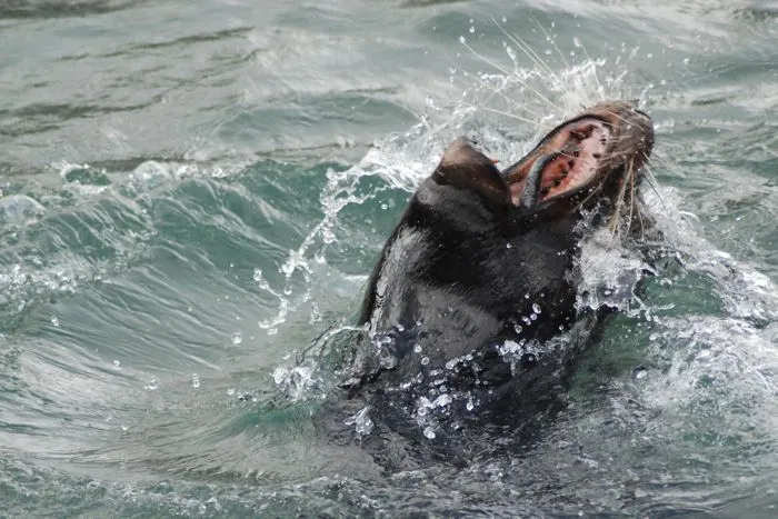 Sealion Eats Fish