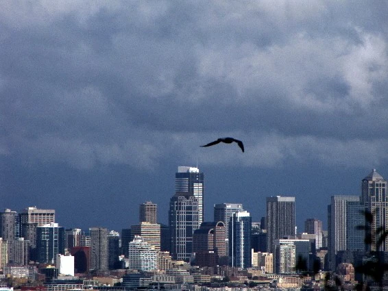 Seattle Seahawk