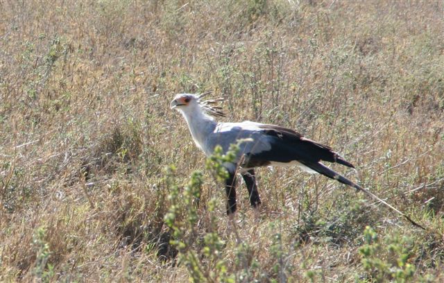 Secretary Bird