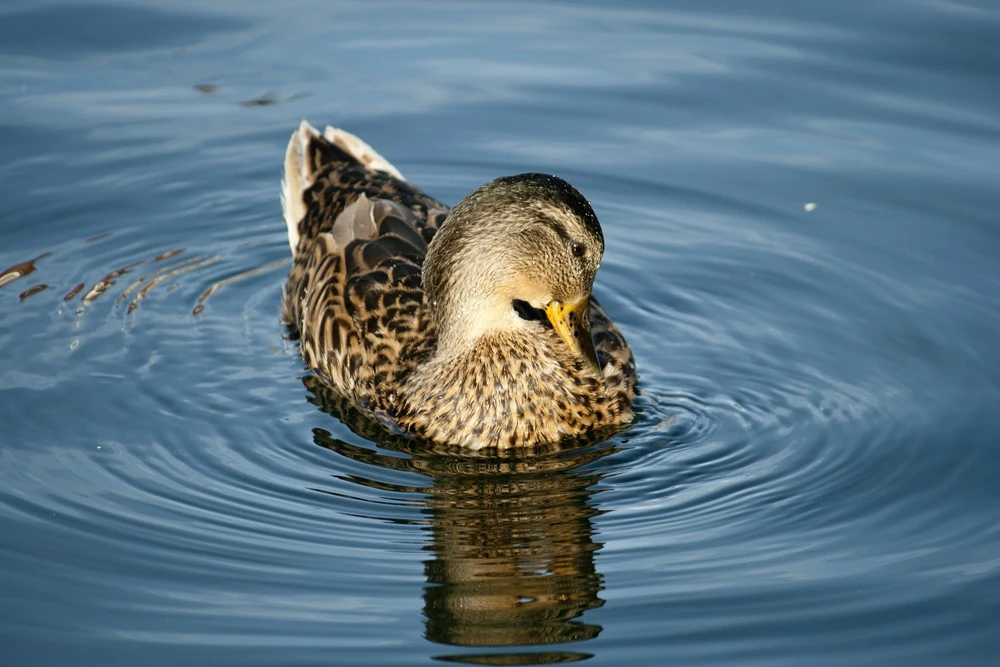 Serene Duck