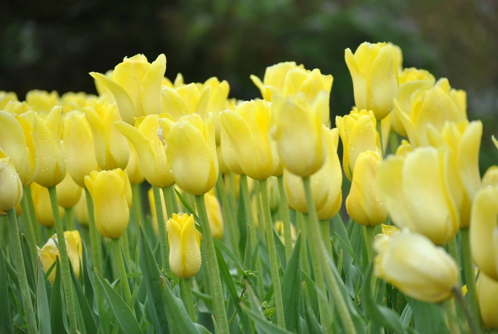 Shades of yellow