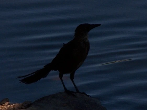 shadow bird