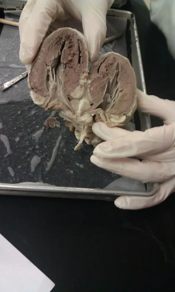 sheep heart cut in half