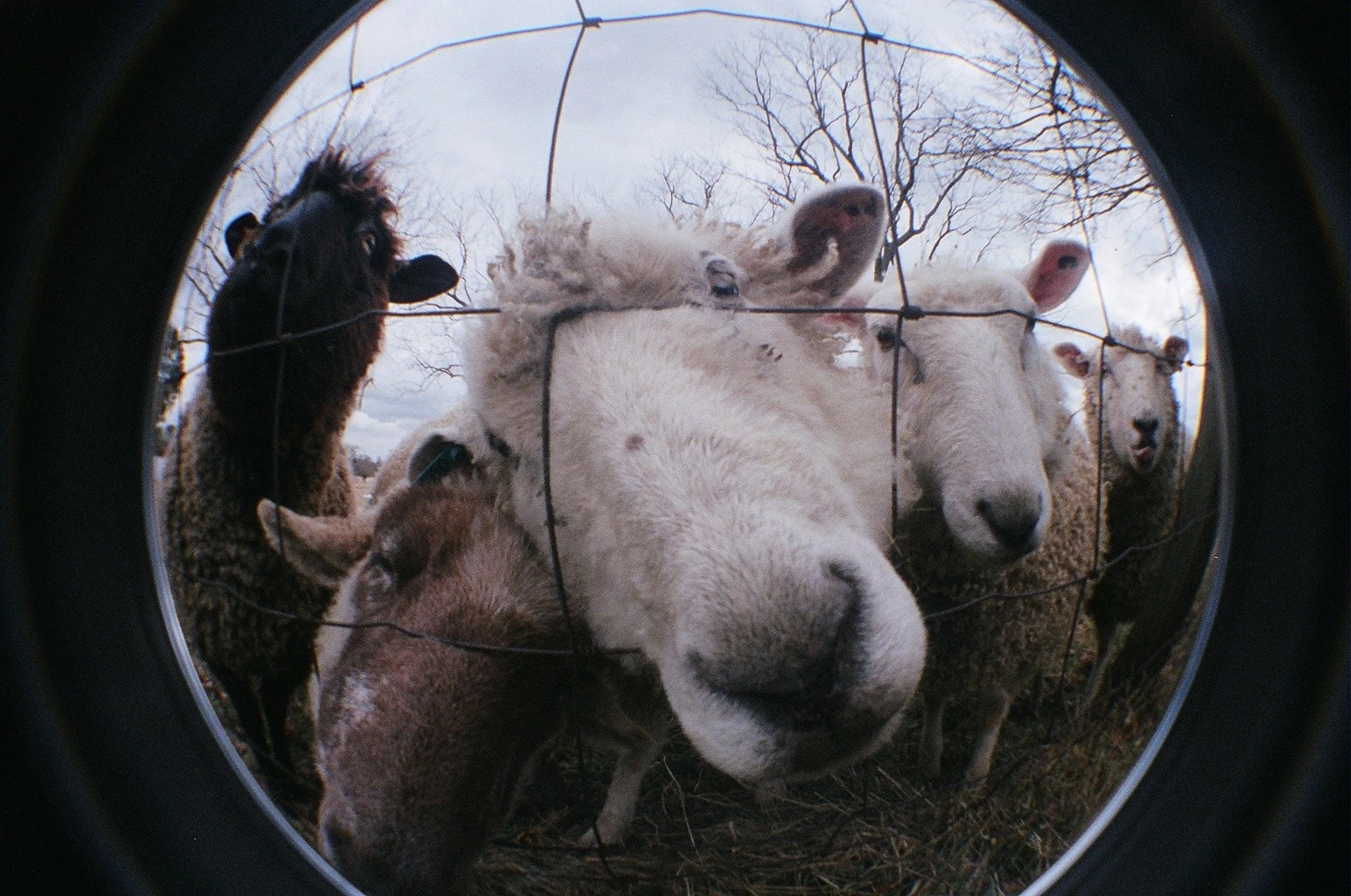 Sheep