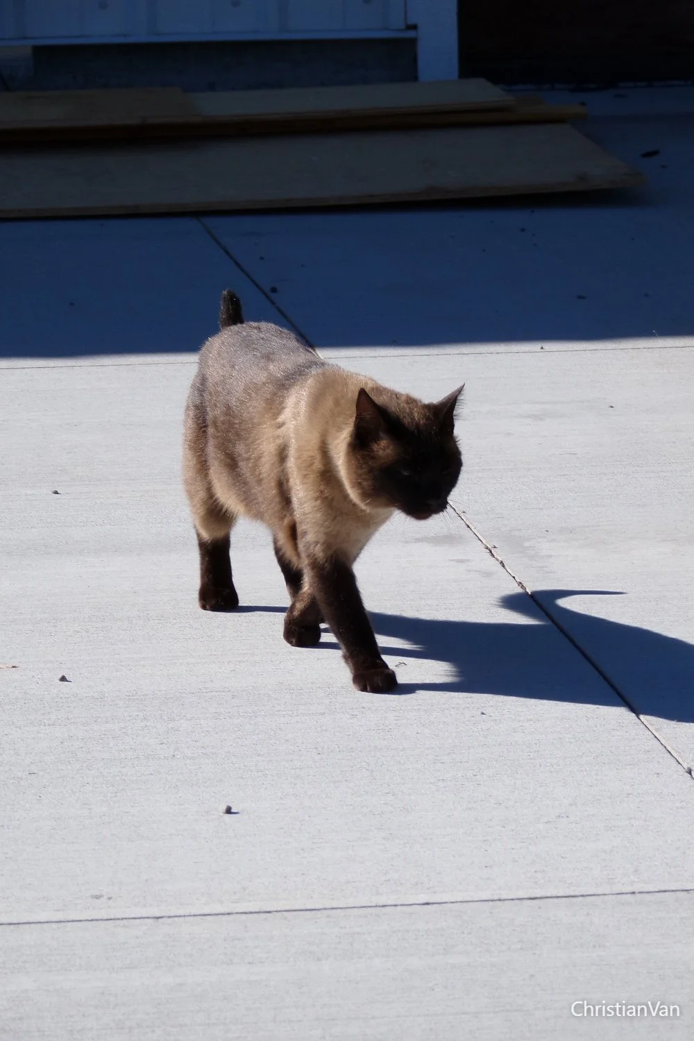 Siamese cat on drive way.webp