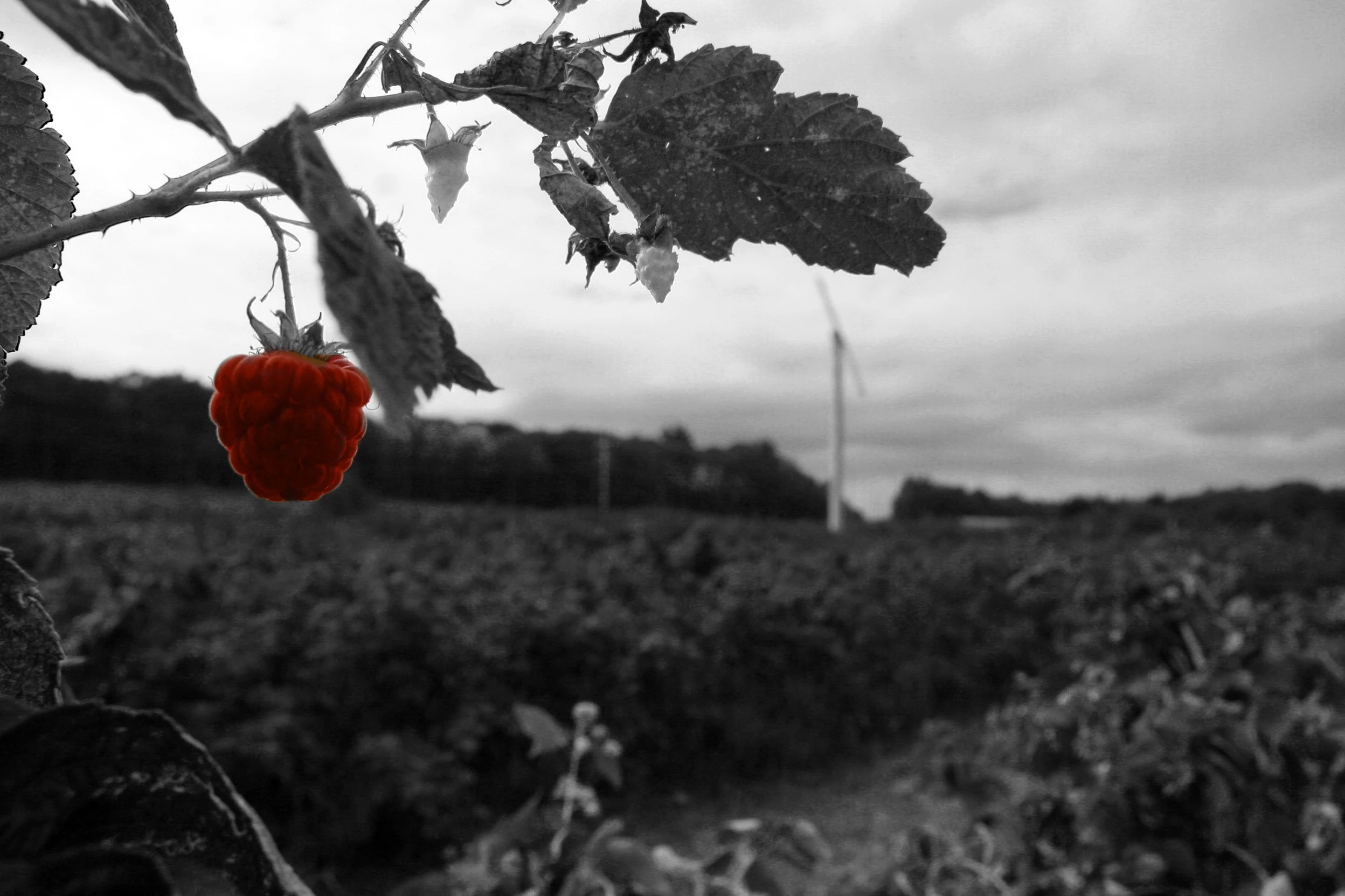 Single rasberry