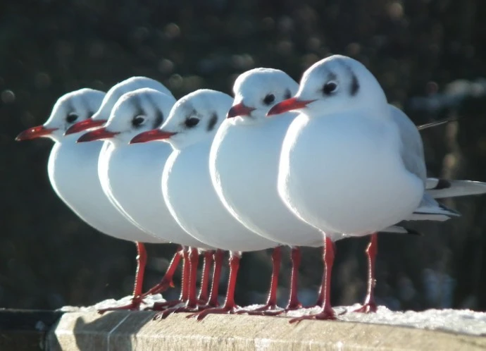 Six_cold_birdies_sitting_on_a_fence