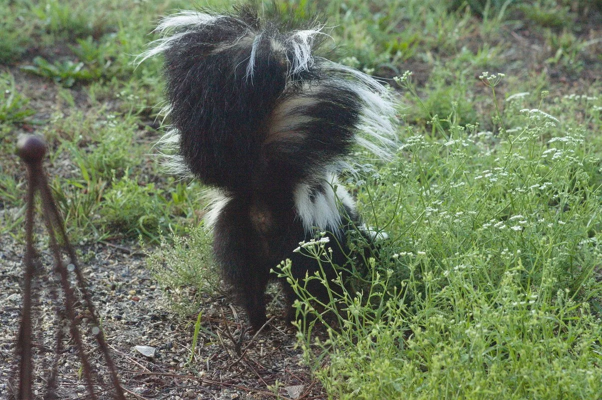 Skunk3colour.webp