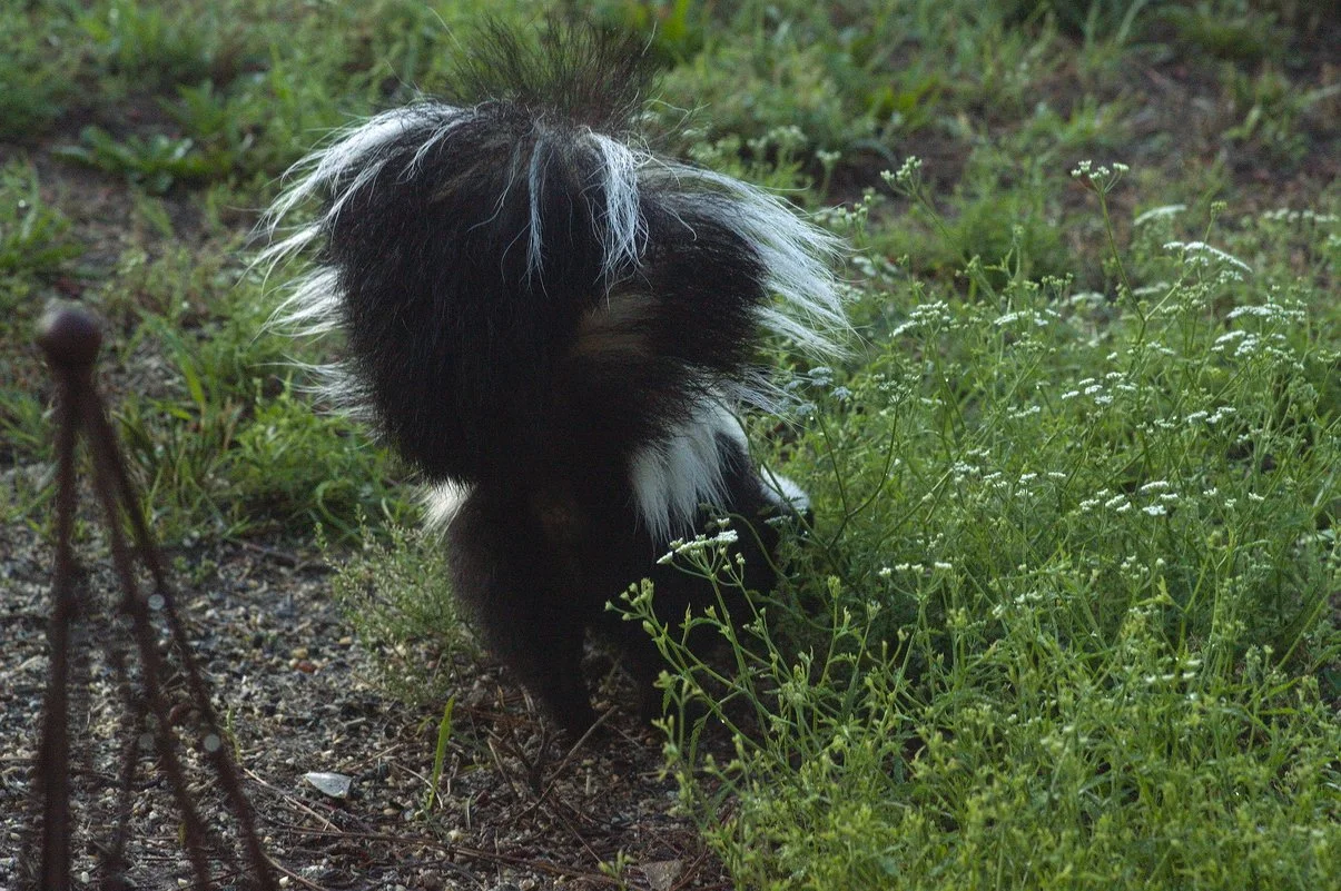 Skunk4.webp