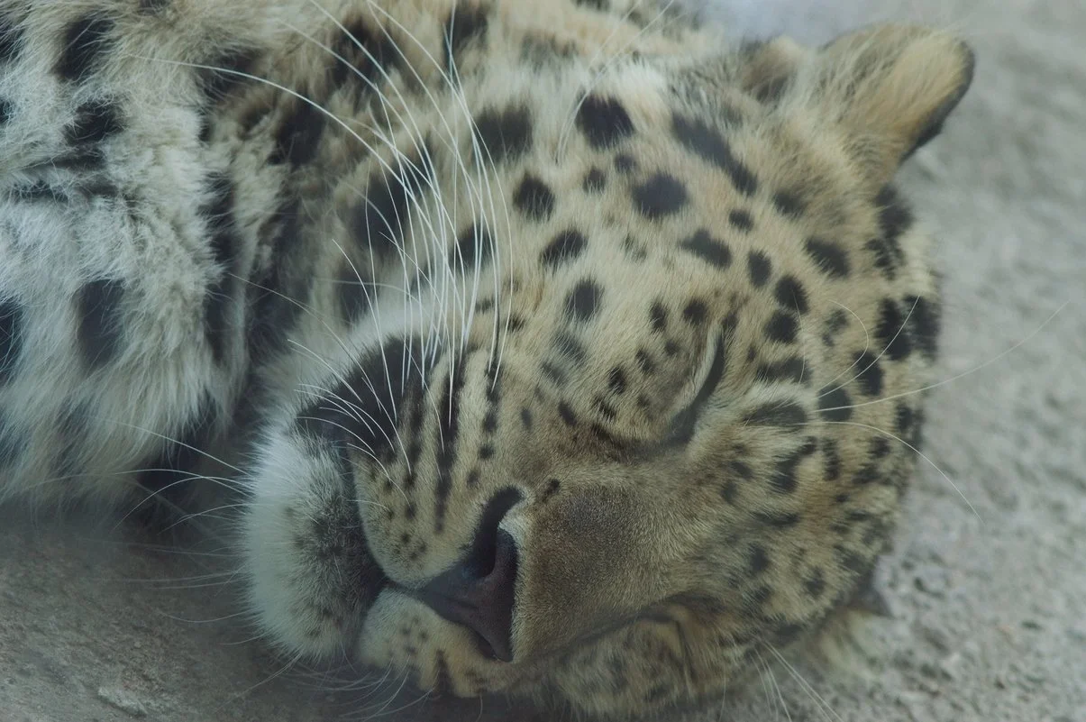 Sleeping Leopard.webp