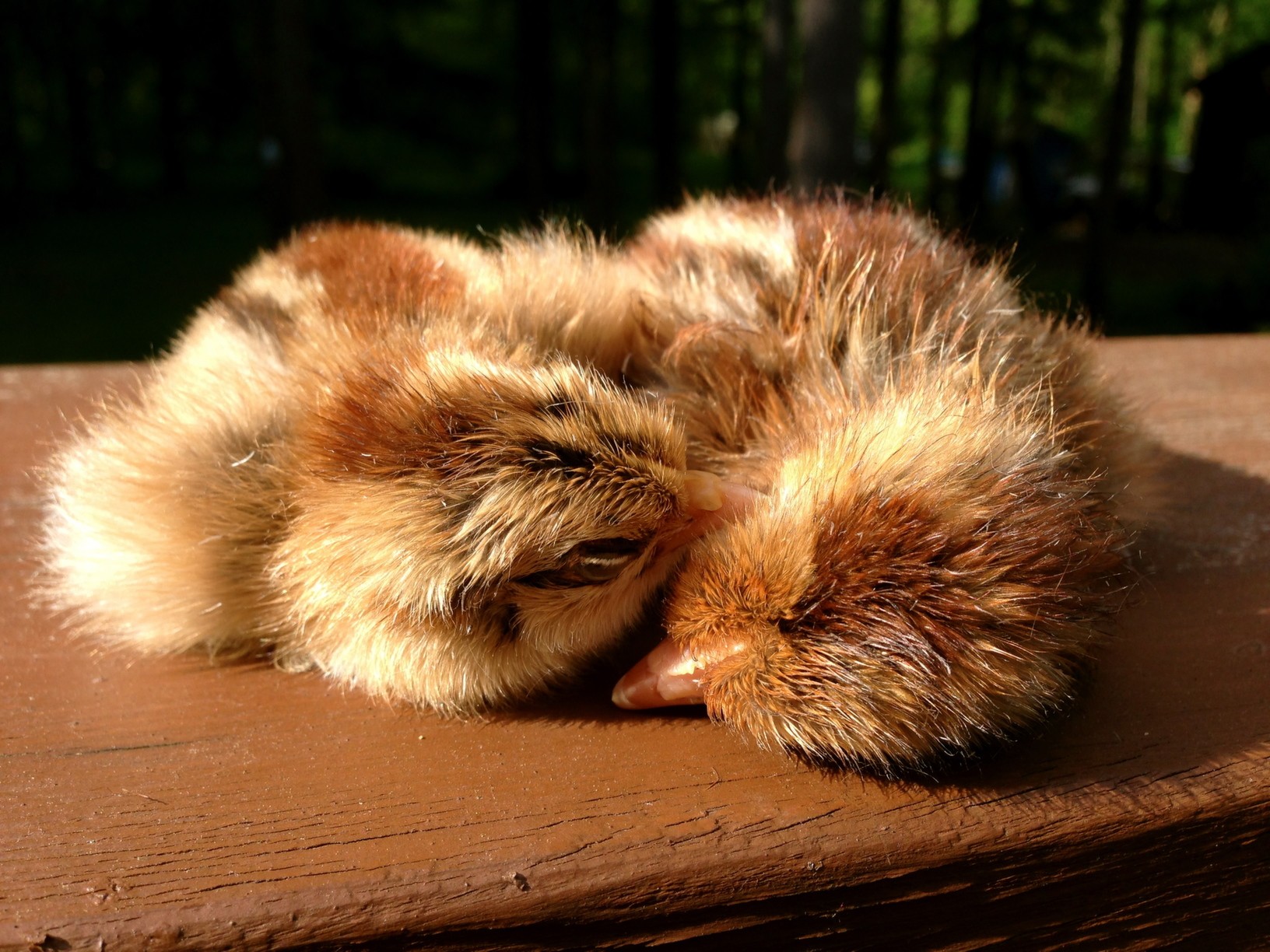 Sleepy Chicks