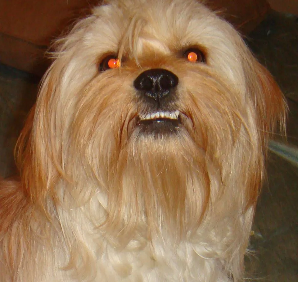 Smile With A Growle