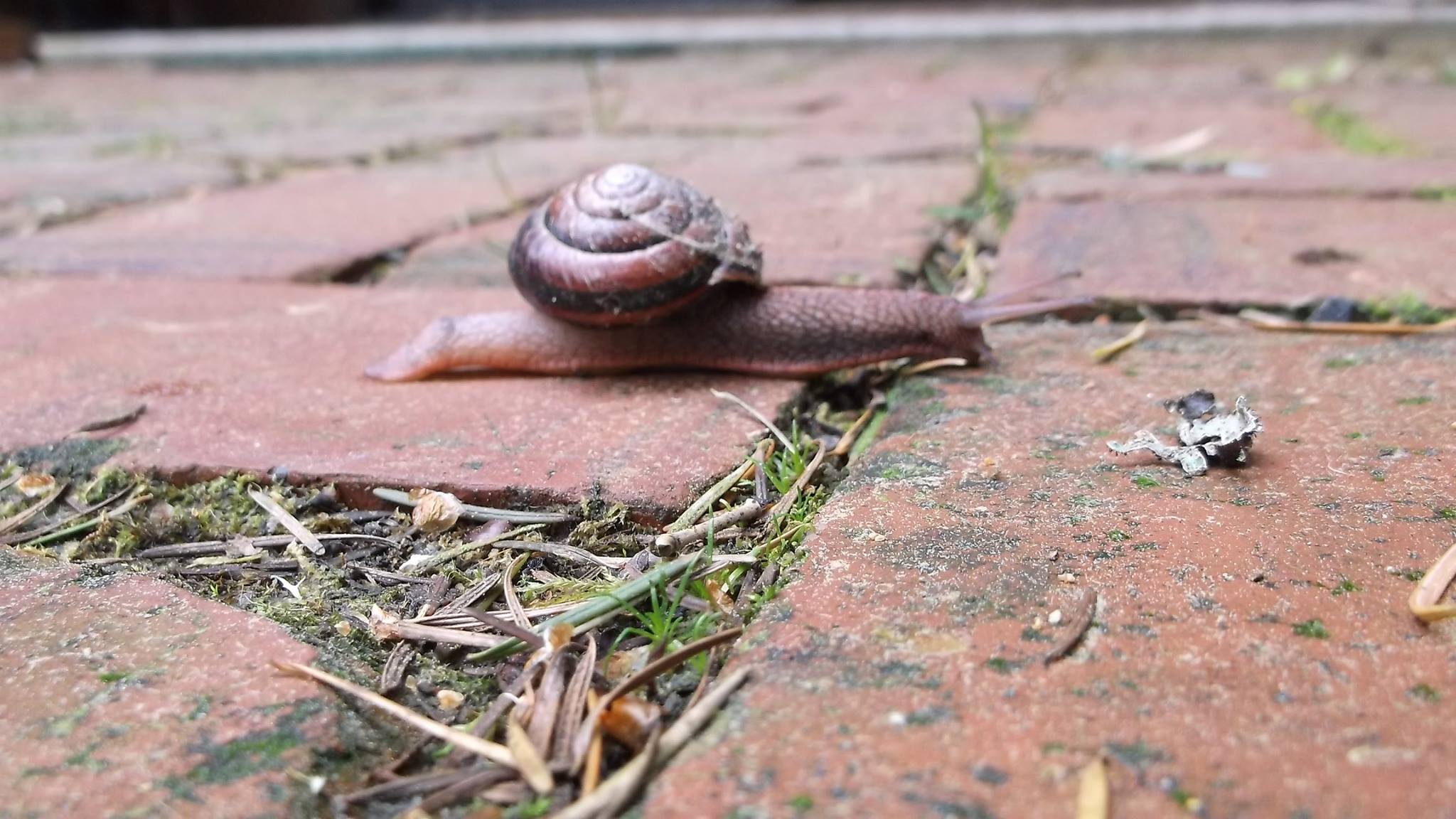 Snail at the Door