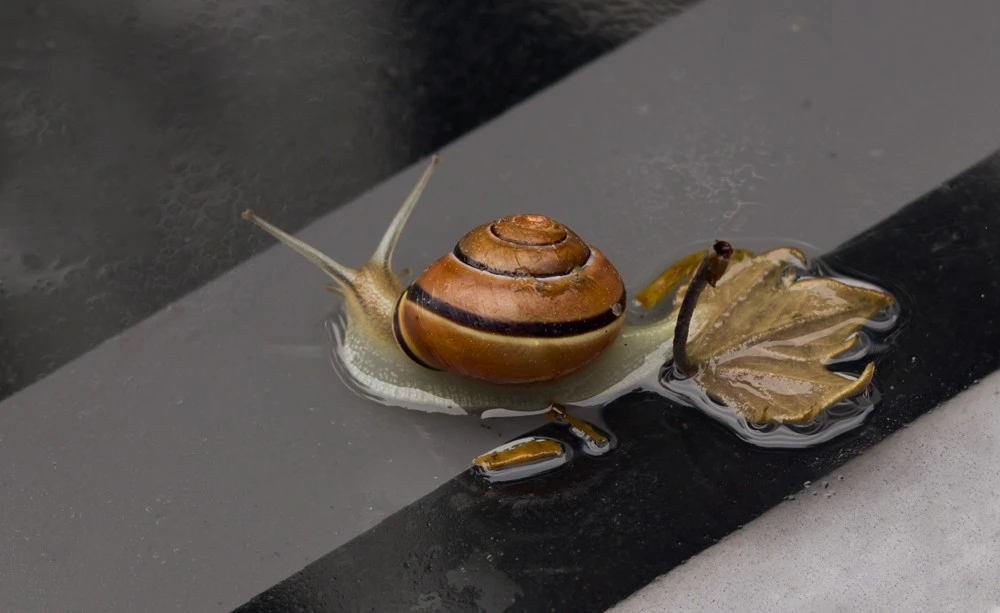 Snail