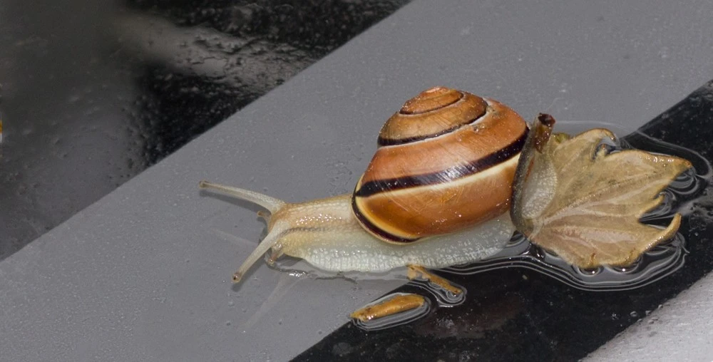 Snail