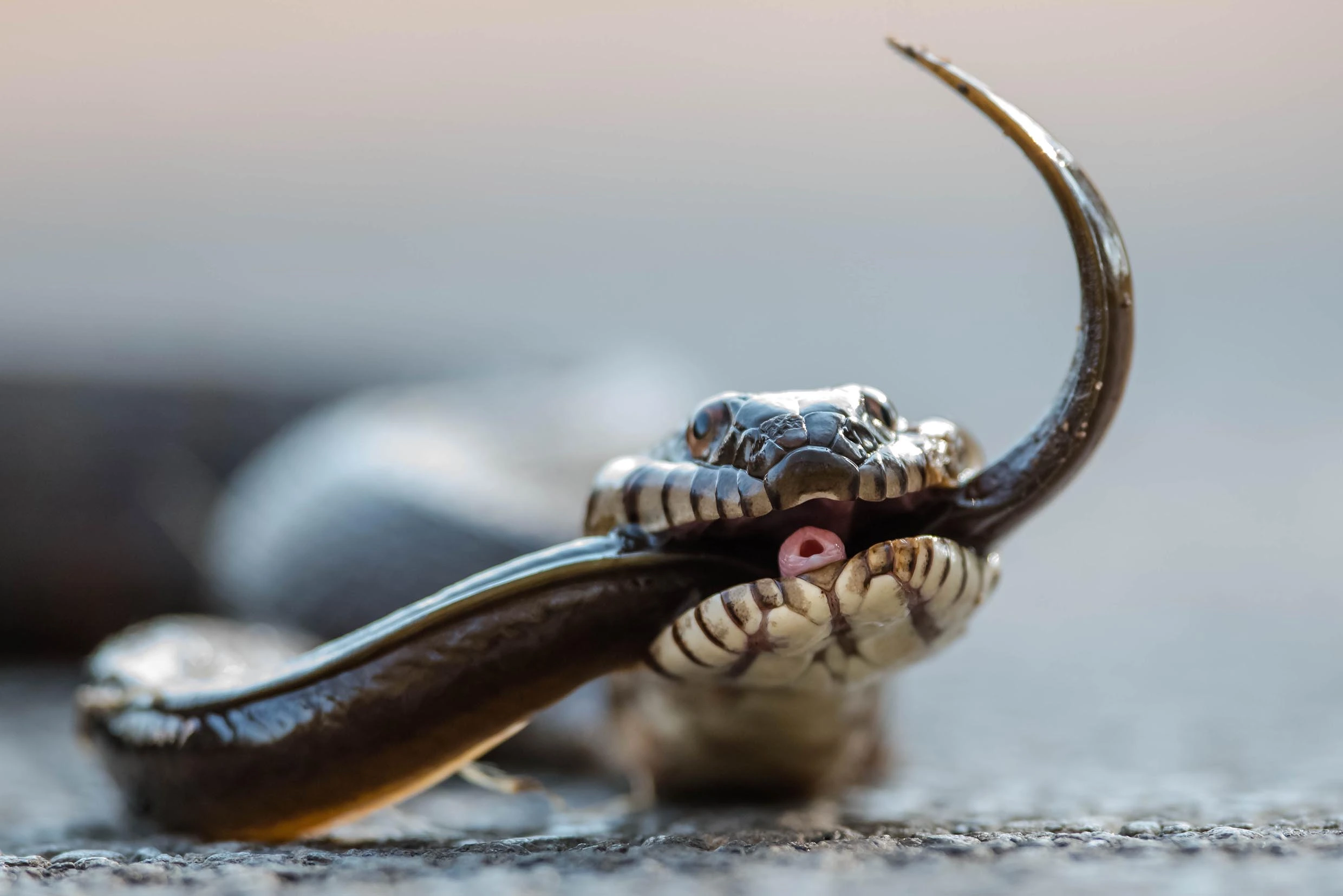 Snake & Eel