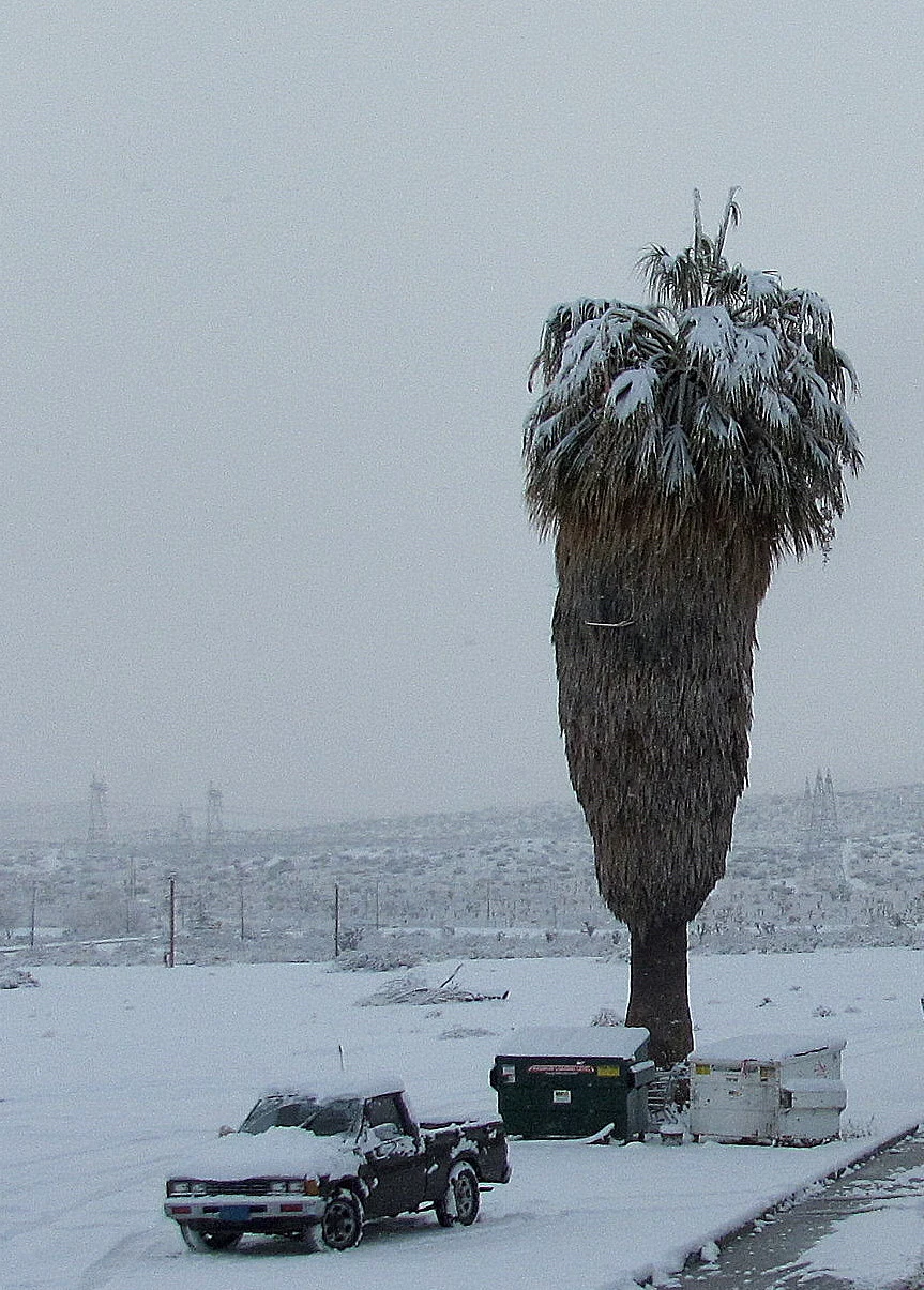 Snow and Palms