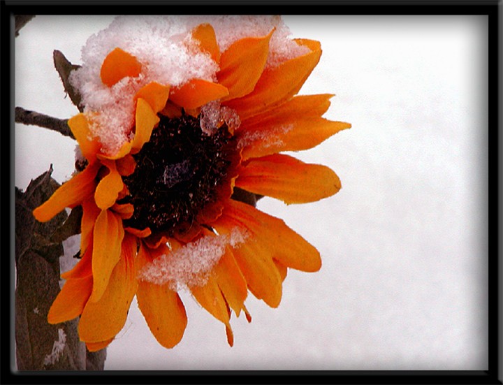 Snow And The Sunflower