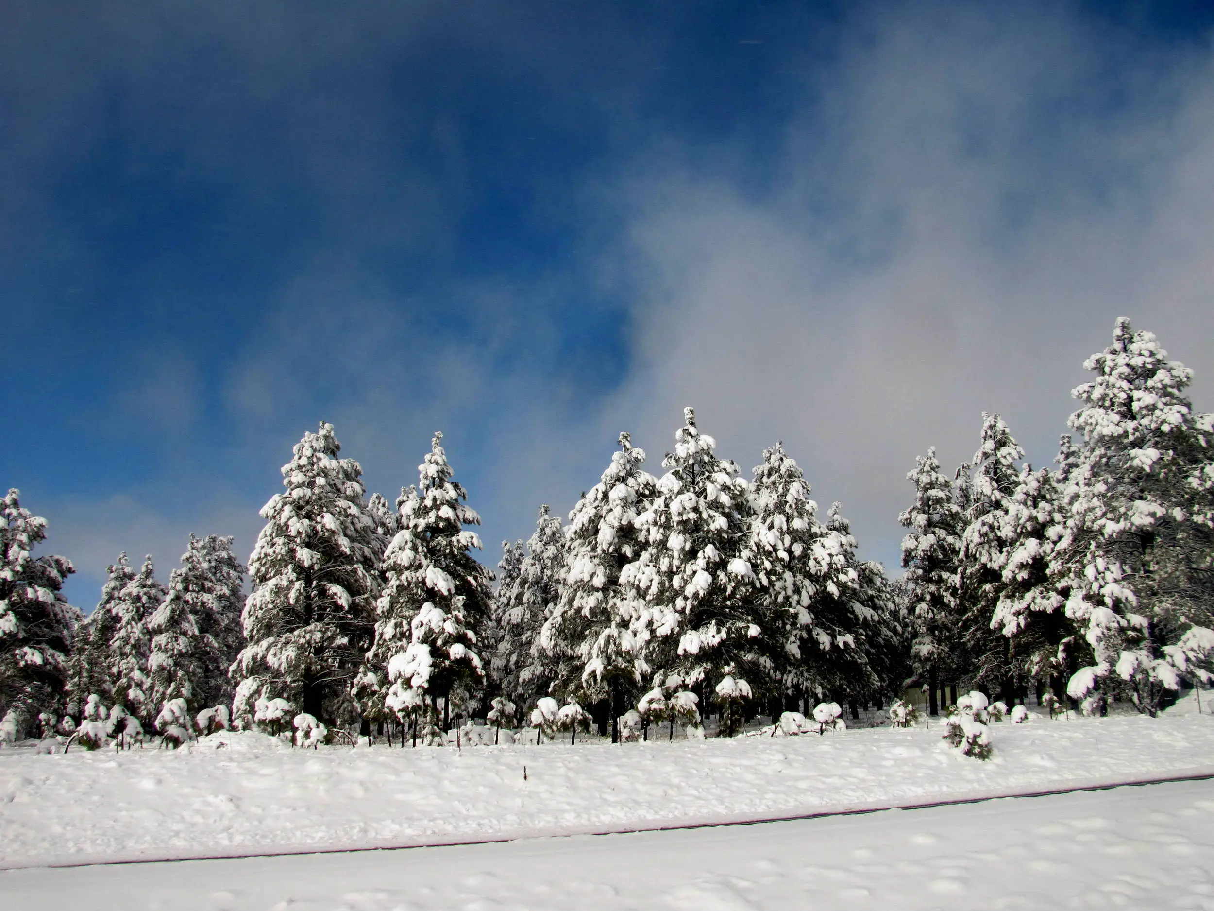 Snow in Flagstaff