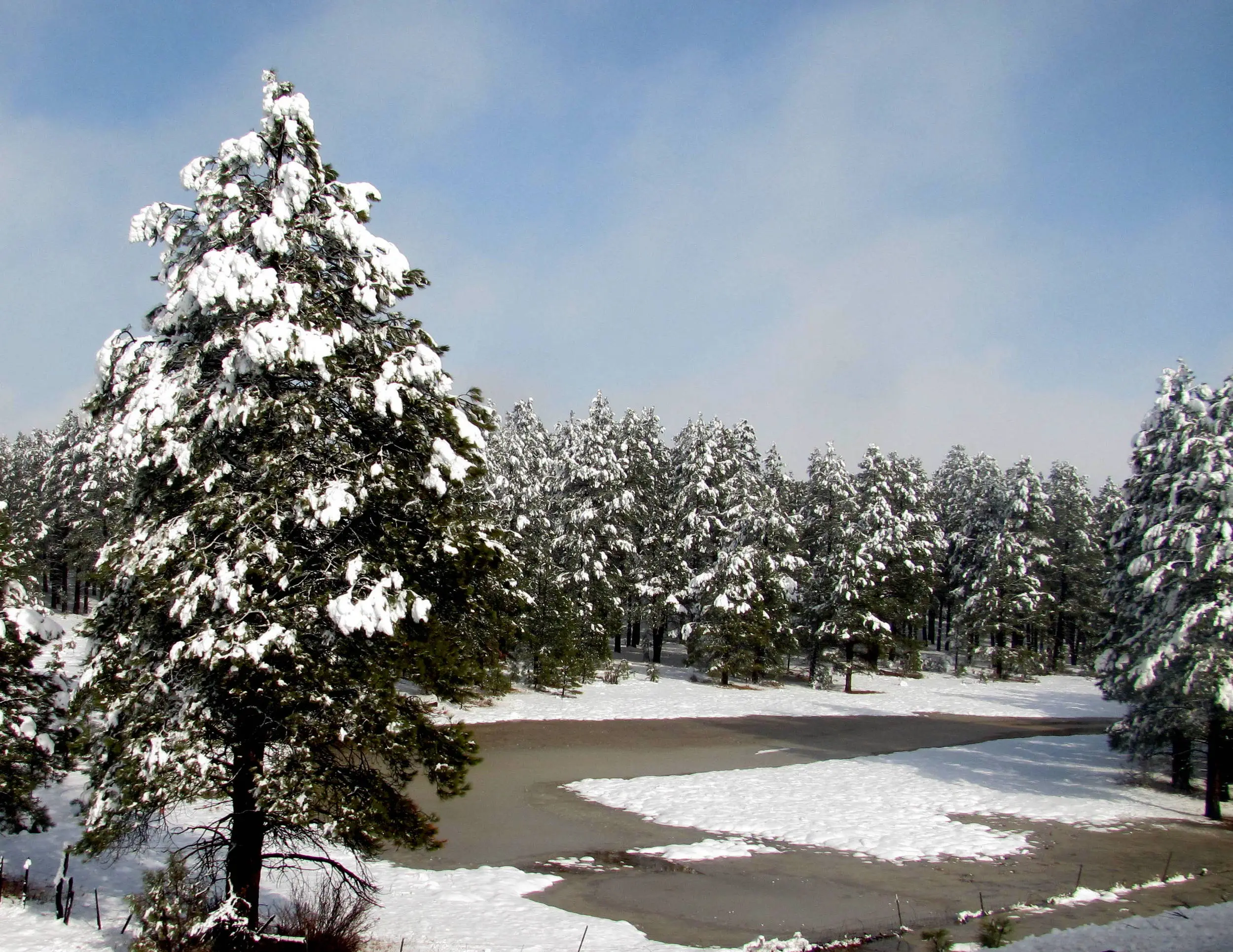 Snow in Flagstaff