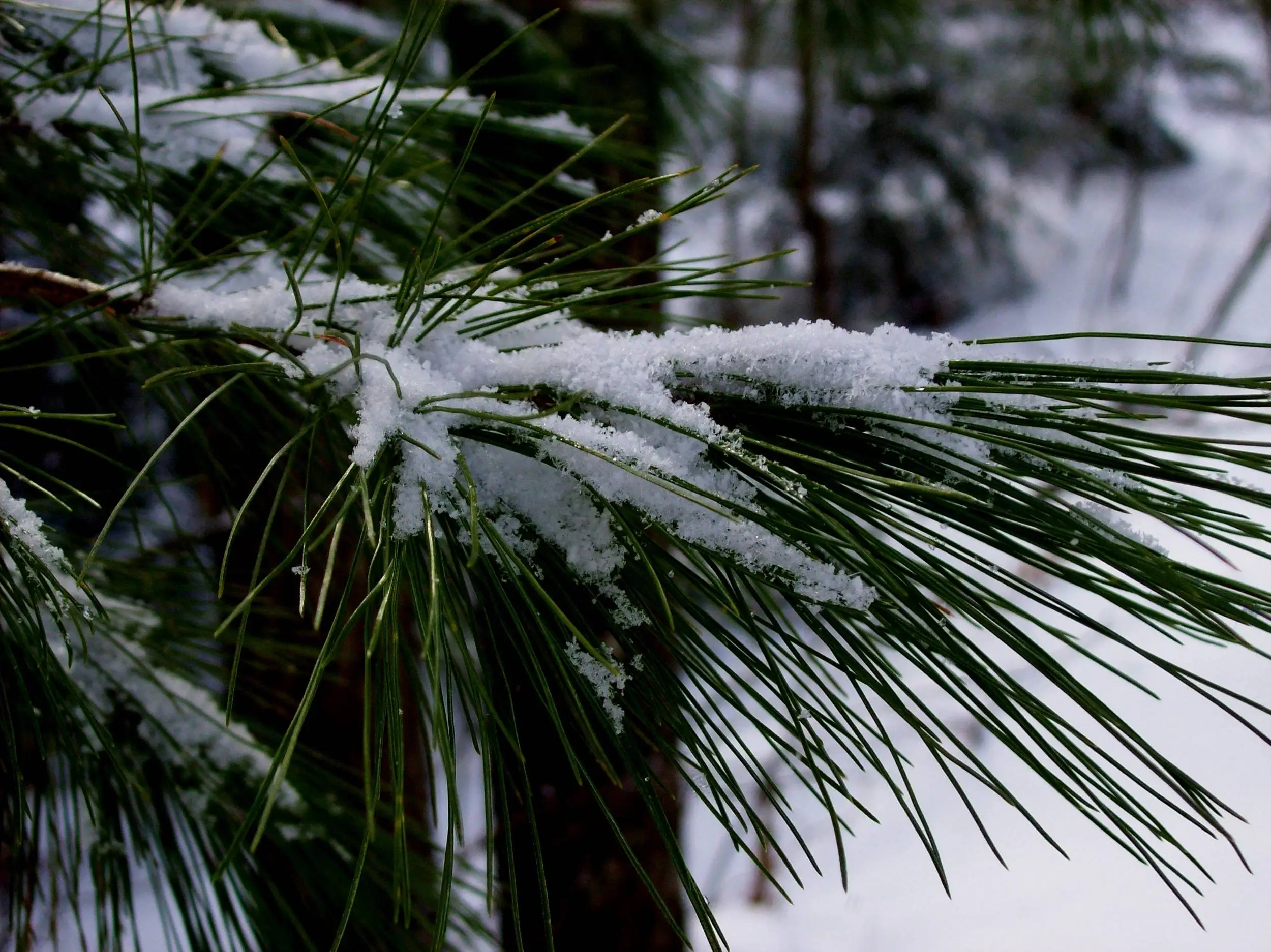 Snow on pine tree needles