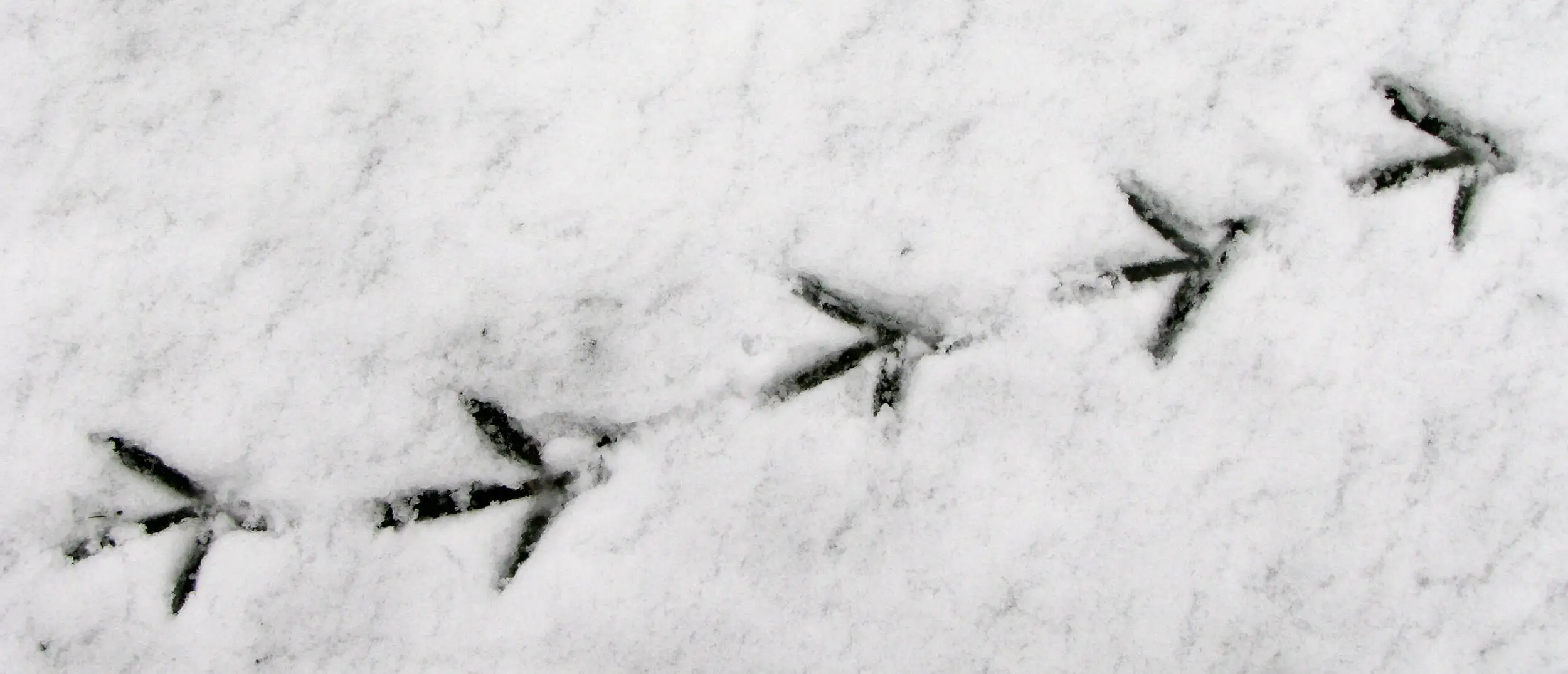 snow prints