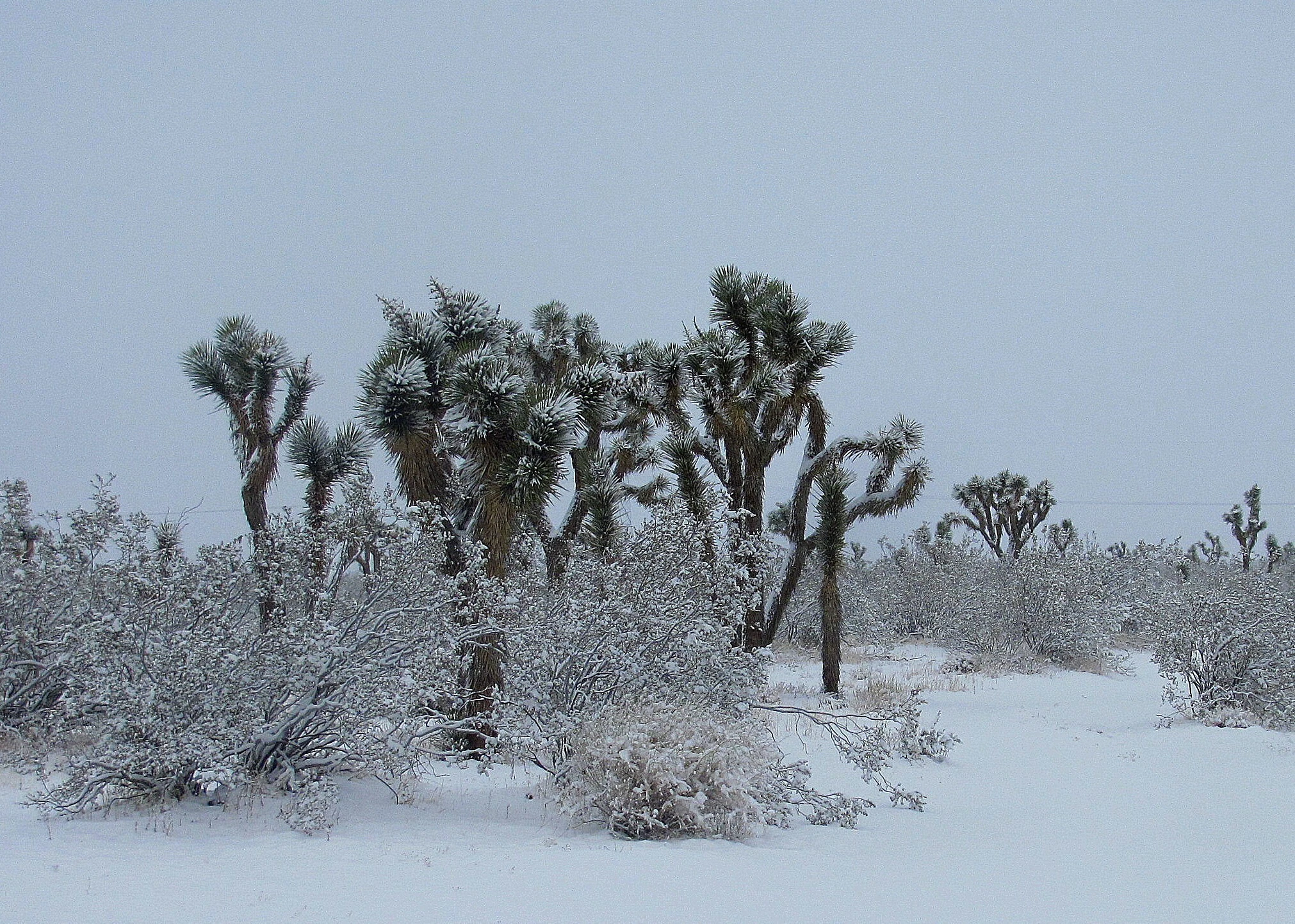 Snow storm in Mojave