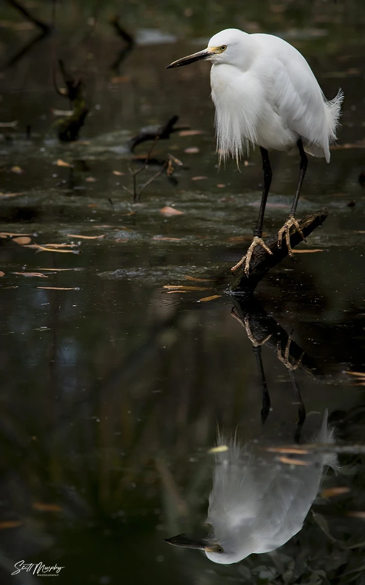 Snowy Egret Reflection