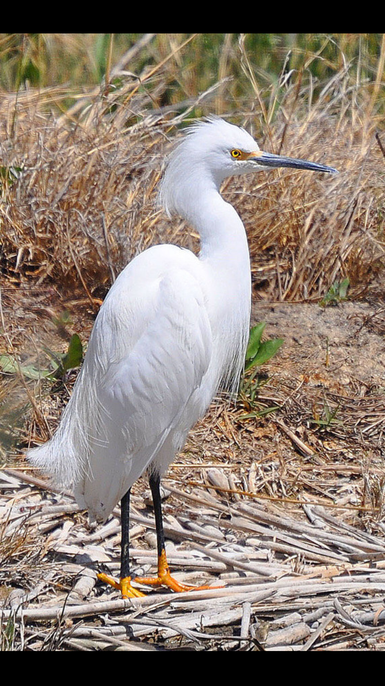 Snowy Egret