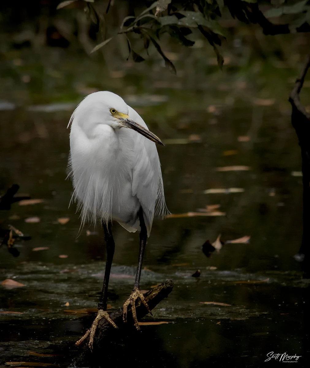 Snowy Egret