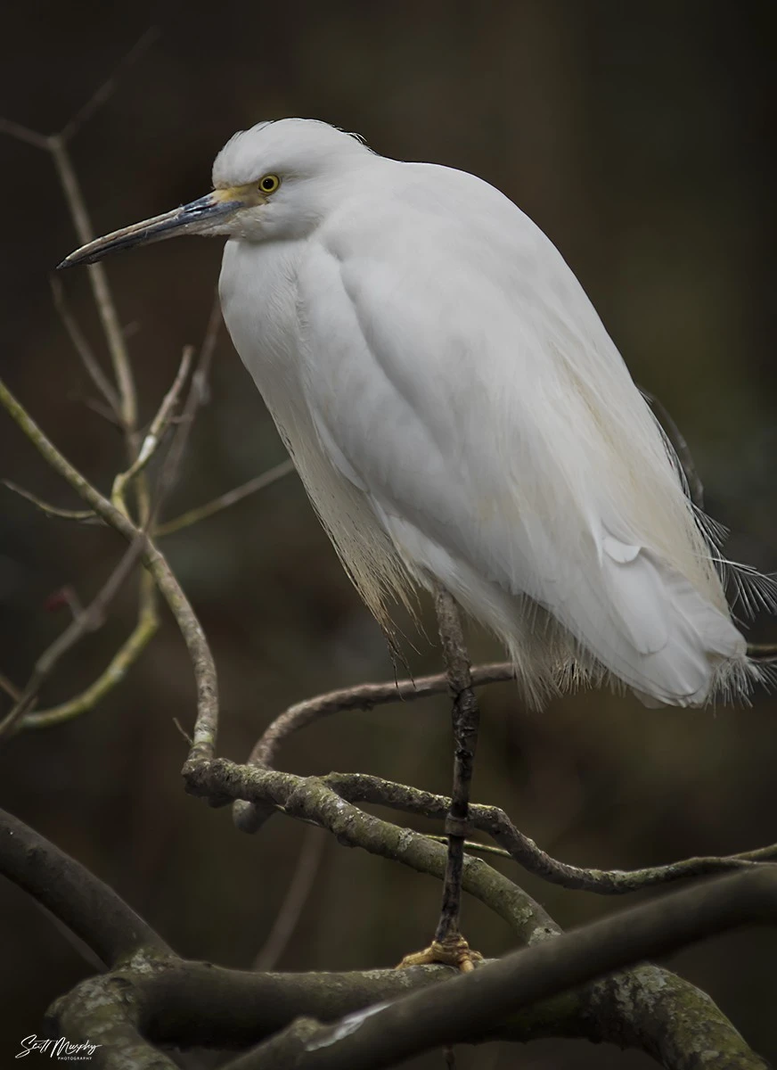 Snowy Egret