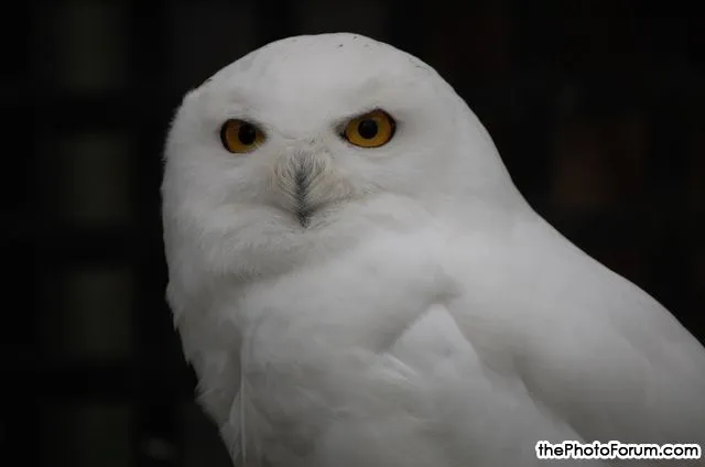 snowy owl