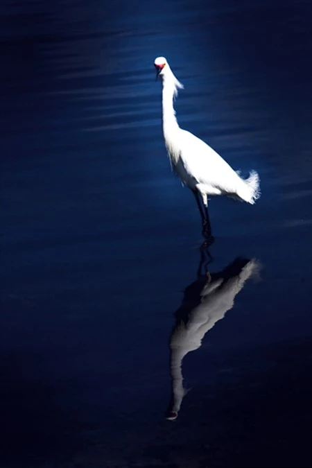 Snowy_Egret