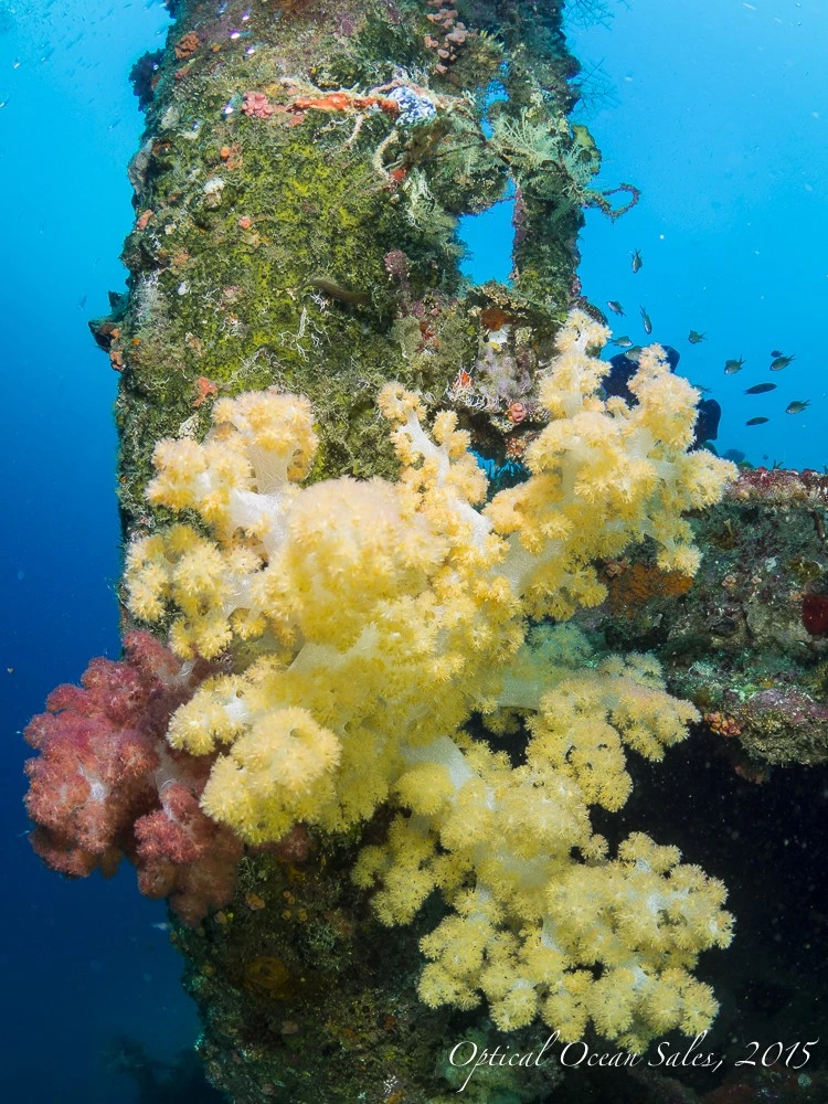 Soft Coral