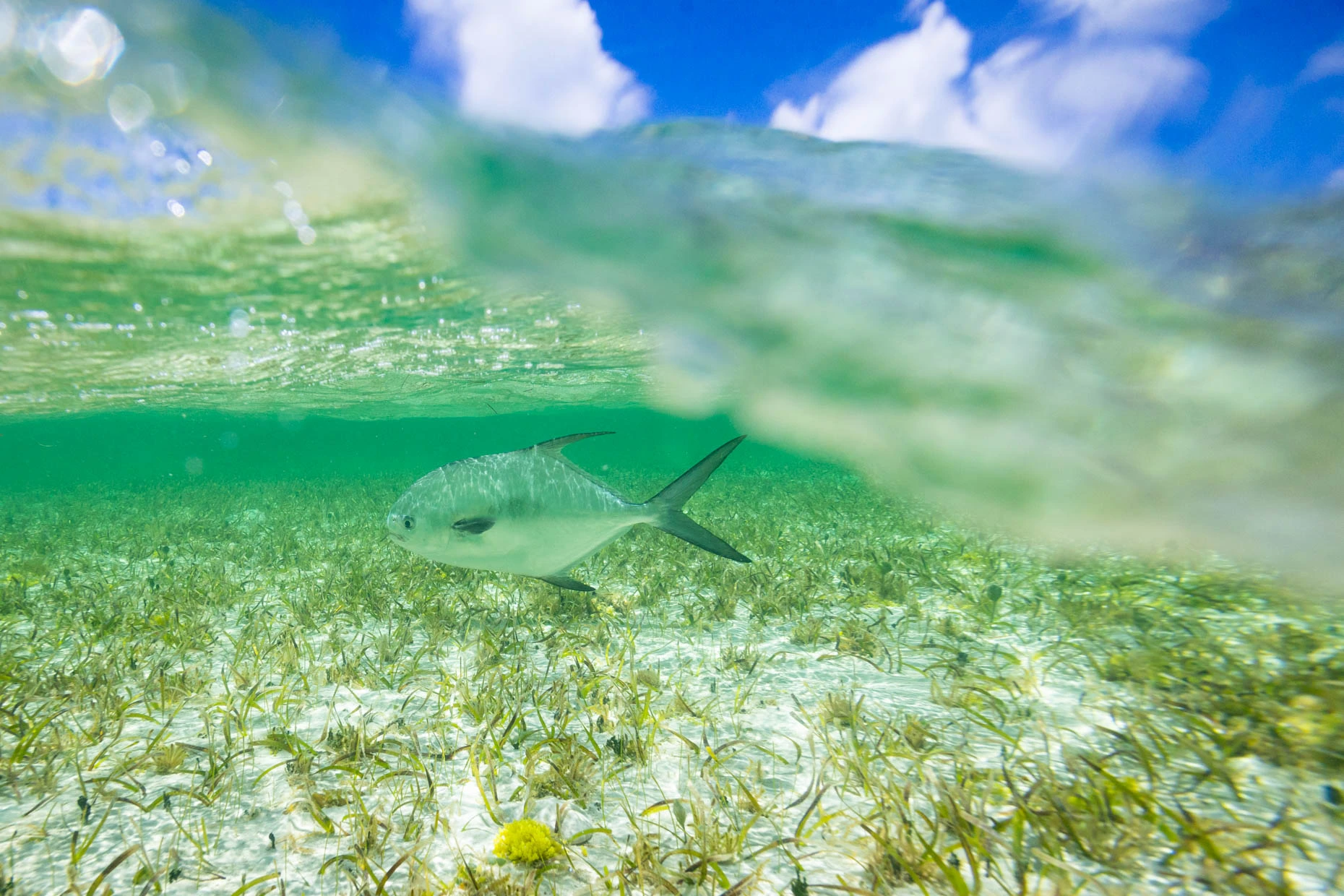 Solitary Permit