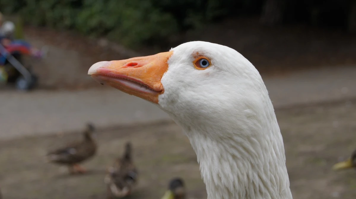 Some birds