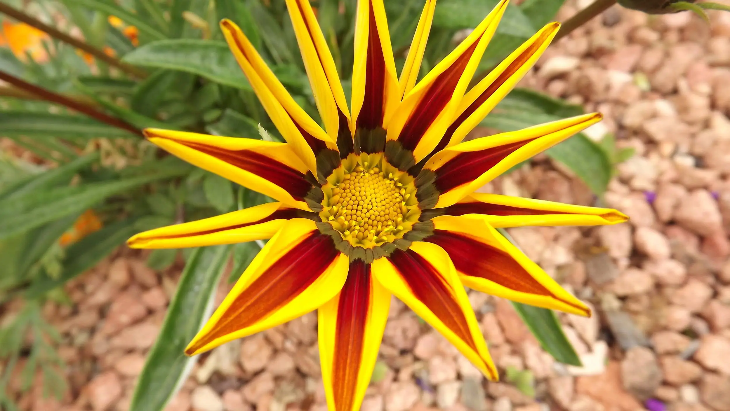 Some of my close up shots of flowers