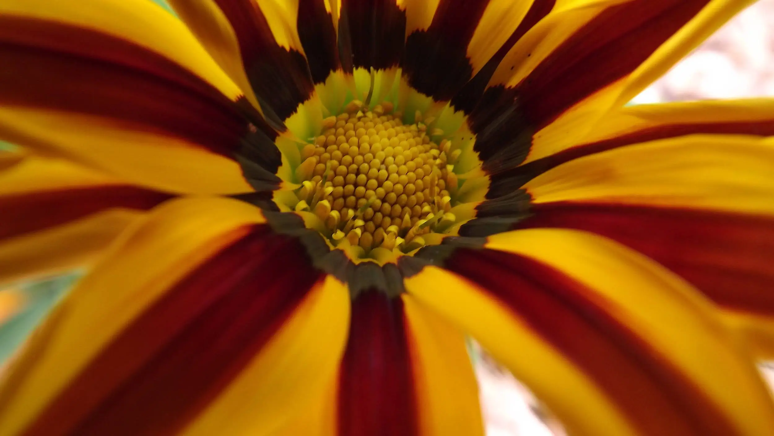 Some of my close up shots of flowers