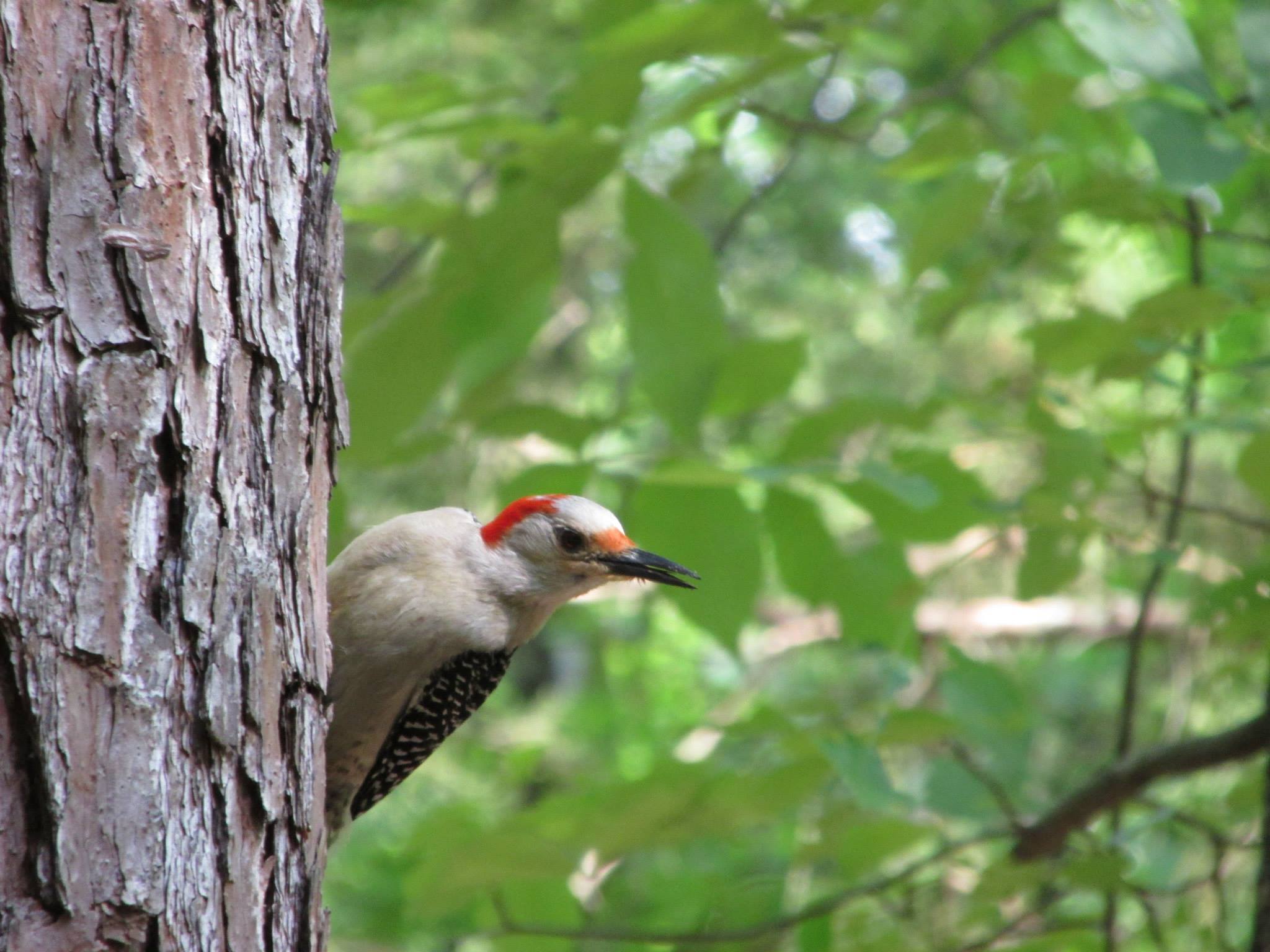 Some random woodpecker