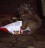 something_to_eat