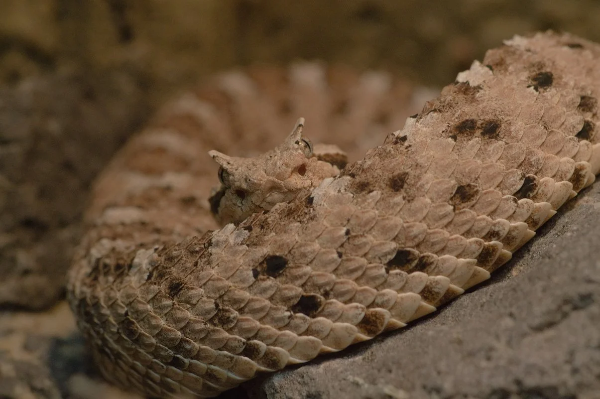 Sonoran Sidewinder.webp